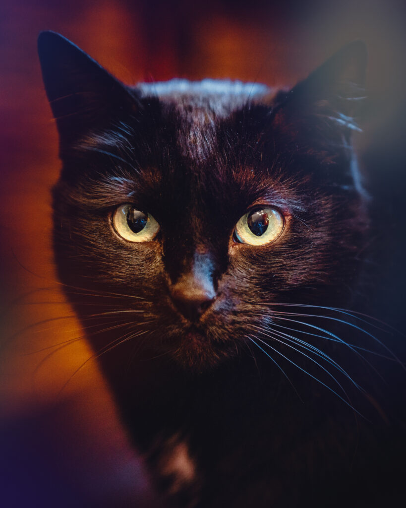 Portrait of Fluffy, a black cat with sleek fur and bright eyes, captured in a professional pet photography session
