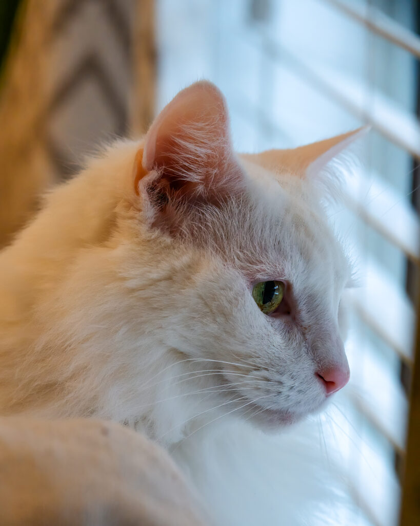 A white maincoon cat with yellow eye staring out the window.