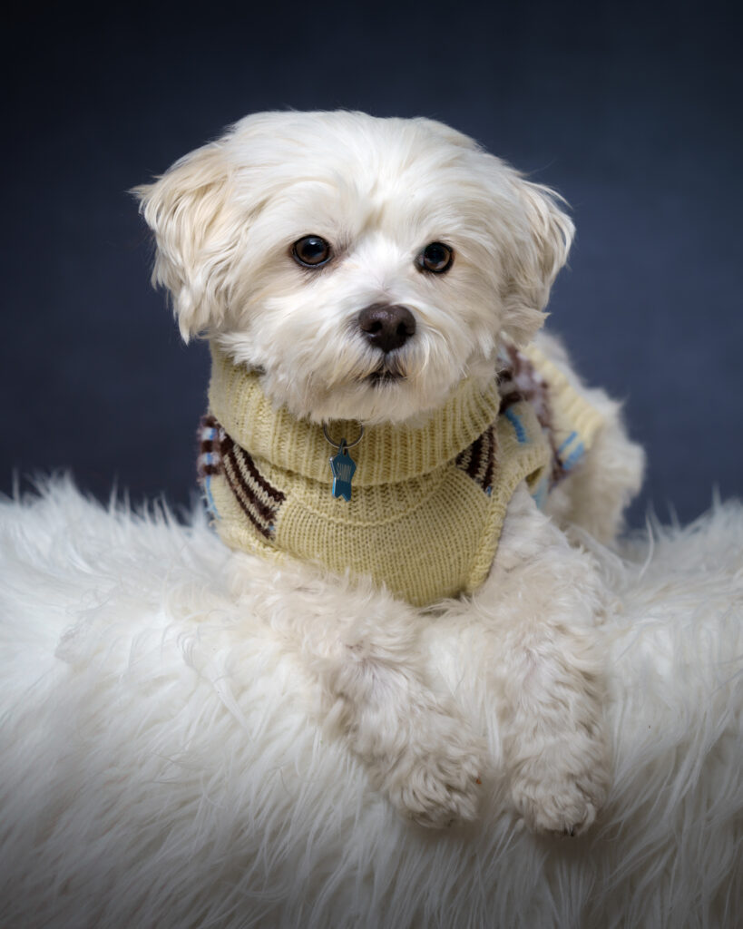 Small Maltese dog in cozy sweater pose.